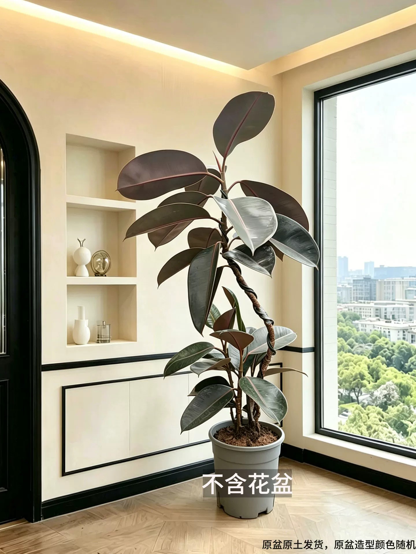 Styling black king kong 90-100cm [original pot and original soil]