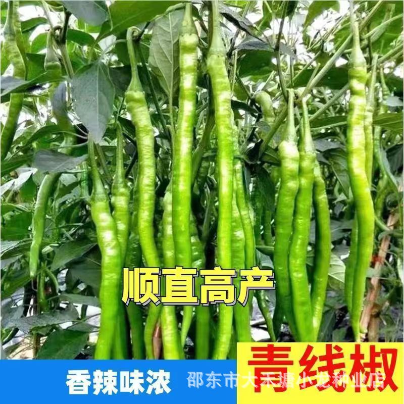 High Yield Green Pepper Seeds Straight Pepper Seeds Super Hot Pepper Seeds Spicy Vegetable Seeds Planted on Balcony in Four Seasons High Yield Green Pepper Seeds Straight Pepper Seeds Super Hot Pepper Seeds Spicy Vegetable Seeds Planted on Balcony in Four Seasons