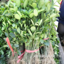 ����ֱ�N ���~�S���� ���������l ���~�S�������l �G����ľ