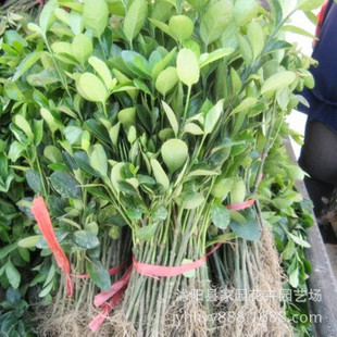 ����ֱ�N ���~�S���� ���������l ���~�S�������l �G����ľ