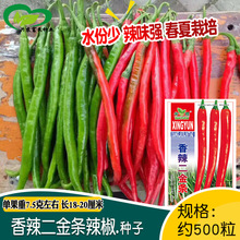 香辣二金条辣椒种子 农田菜园高辣水分少细长鲜红辣椒蔬菜籽