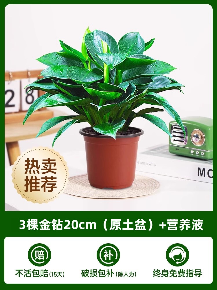 [한정판매] 골든다이아몬드 25-30cm 1그루(오리지널 흙냄비) + 영양액 2개 [핫셀 추천]