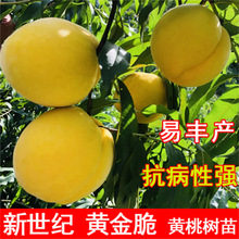 SҘҘ޽Ӗ|ҘˮҘϷNֲY