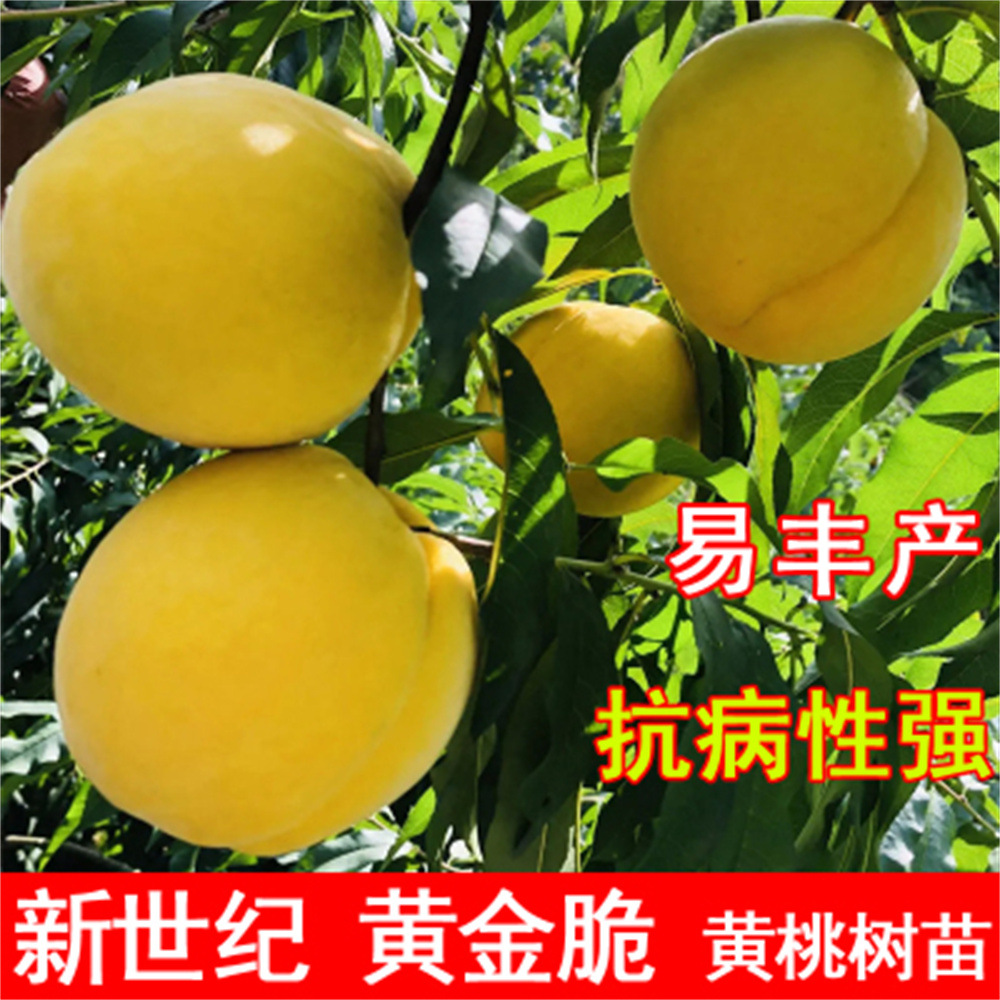 黄桃树苗桃树果苗嫁接东桃油桃树水蜜桃树苗南方北方种植当年结果