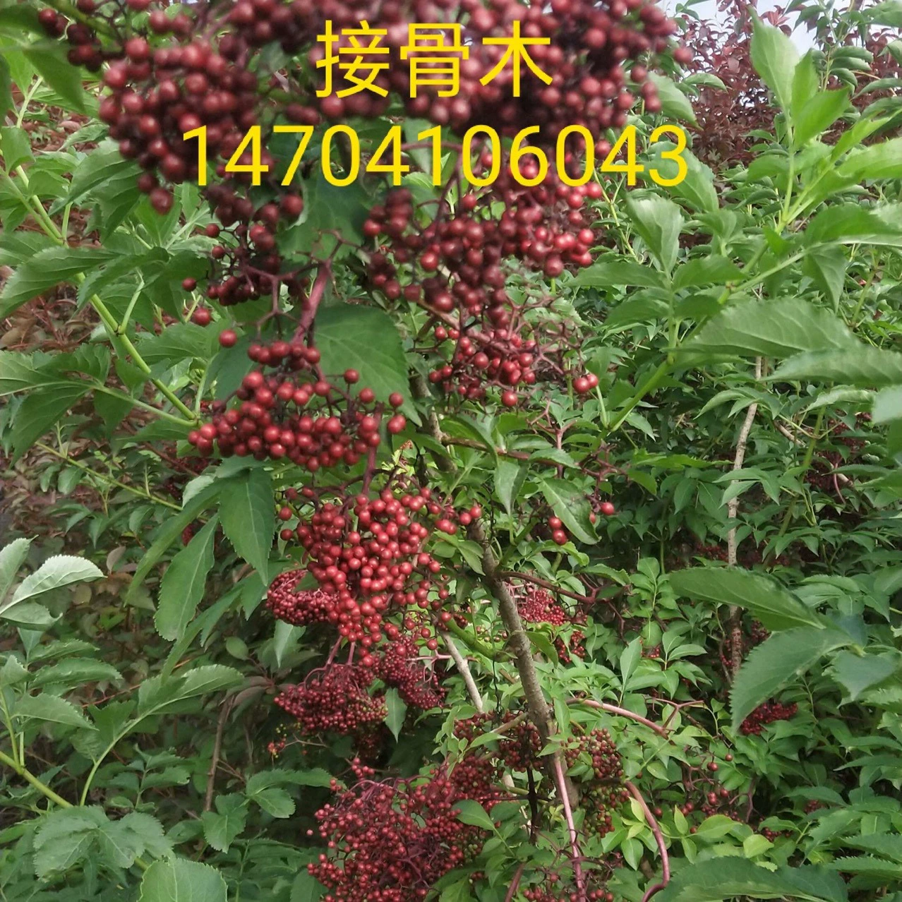 Кластер бузины Саженцы бузины Золотой лист бузины Многолетние Оптовая цена Предложение