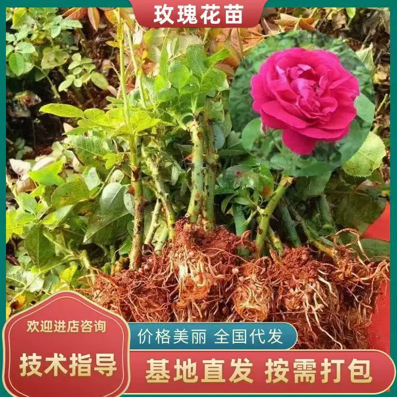 Оптовые рассада роз Dianhong, съедобные розы, крупноквашные ароматные розы, рассада роз, прямые продажи от производителя