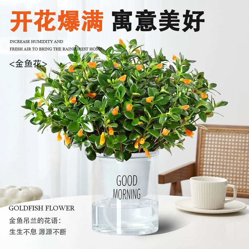 Золотая рыбка, подвесная орхидея в горшке для всех сезонов, золотая рыбка, комнатное декоративное растение для гостиной, вечнозеленый потов для всех сезонов.