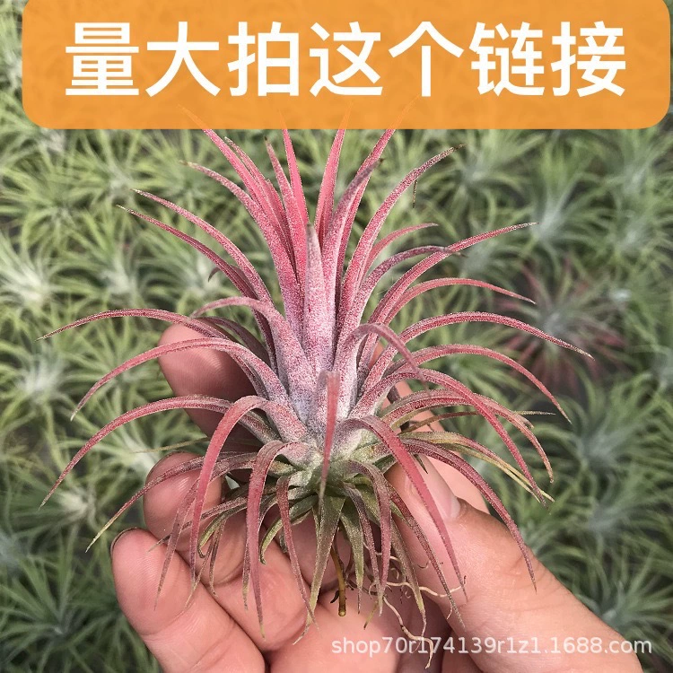 Воздушный ананас Рупра Эльф Крытый горшечный цветок Настольный завод Офис Зеленое растение