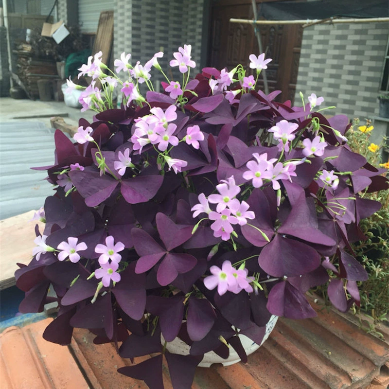 Фиолетовый лист Oxalis семенной шар красный цветок мякоть трава счастливый корень травы Four Seasons цветочный горшок сад подходит для зимней посадки
