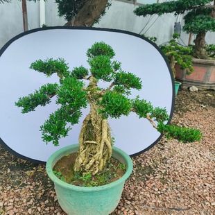 ��ƤС�~ȸ���S���Ϙ������辰�҃��������ԾGֲ��ͨȸ�����~