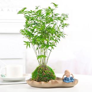 Rice Bamboo Moss Ball Indoor Tea Table Zen Style Plant Chinese Desktop Water-Cultured Bamboo Purifies the Air for Viewing
