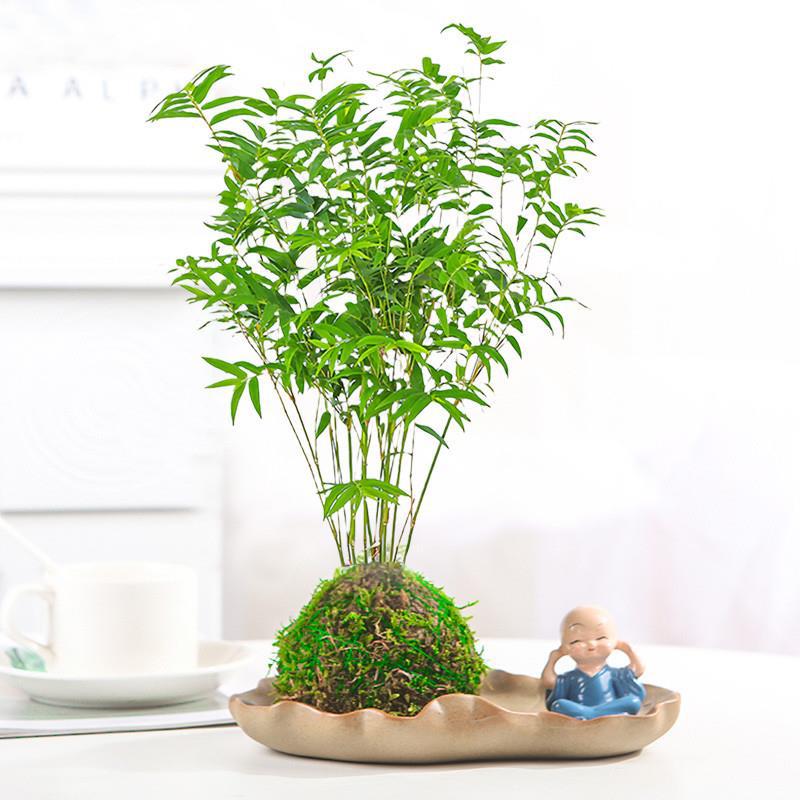 米竹苔藓球室内茶桌禅意造型植物中式桌面水养竹子净化空气观赏