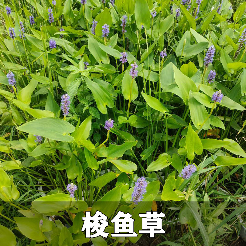 Wholesale Aquatic Plants
