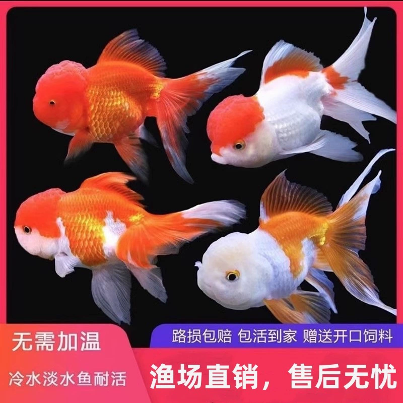 Премиум-класс, маленькая золотая рыбка, живая рыба, красная декоративная рыба с львиной головой, легкая в уходе, пресноводная рыба, маленькая рыба