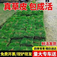 真皮真草别墅庭院绿化马尼拉百慕大地毯草耐寒草坪带泥土免剪带土