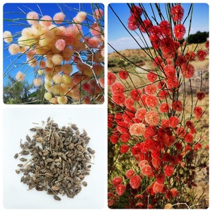 �²�ɳ�՗��N�ӹ�ɳ���hɳ��ɳĮ�G�����̷��L��ɳ��ľɳ���;G