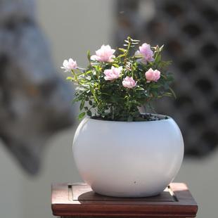 ���¼��ձ����Nޱ����΢�辰�҃ȾGֲ���漧��Ů�ļ����_���Ի���