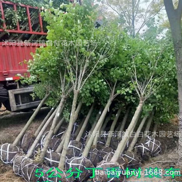 Привитые сиреневые саженцы, озеленение в горшках в горшках, саженцы из белых цветов, фиолетовые саженцы, морозостойкий и устойчивый к посуду внутренний балкон.