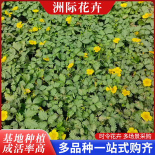���~ί��˻��� �ļ��׻�������ر� ͥԺ�̨���������^��ֲ��