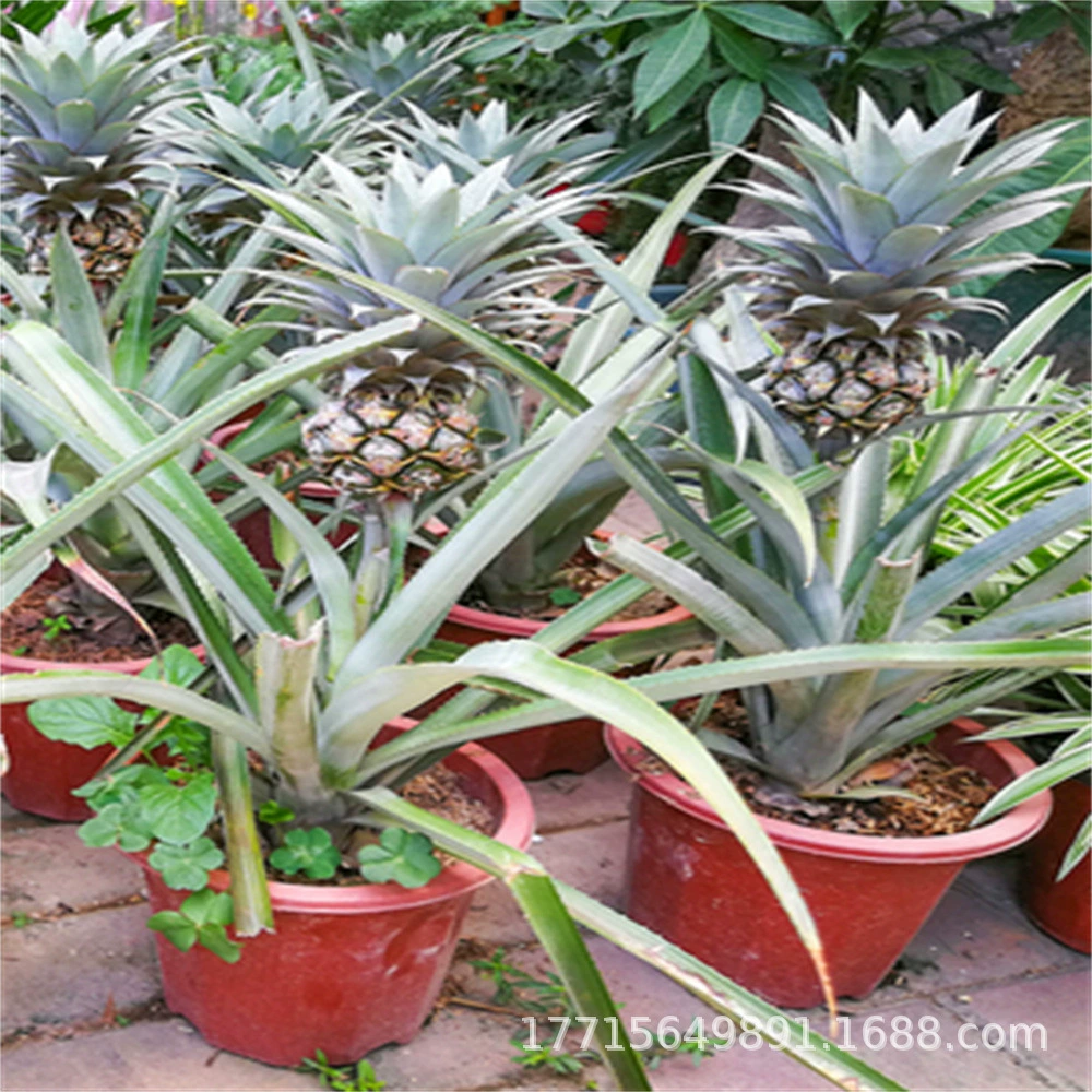 Арбуз Ананас Сеянка Четыре сезона Ананас Сеянка Без ананаса Сеянка Двор Балкон В горшке Ленивая посадка фруктов Сеянца фруктовых деревьев