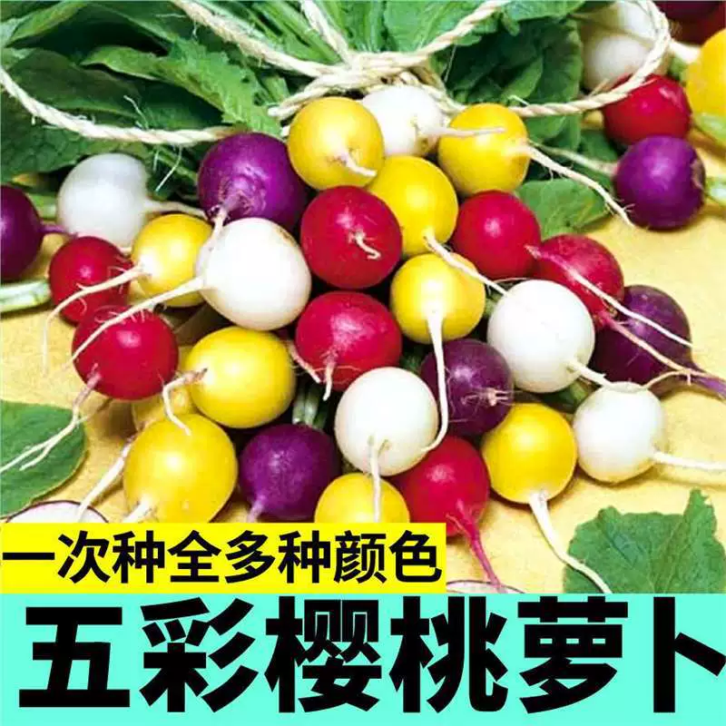 Shouguang Four Seasons Красочные семена вишневого редиса Красный Желтый Фиолетовый Зеленый Белая кожа Высокая урожайность Нежные хрустящие семена овощей для балкона в горшках
