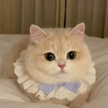 新款猫咪纯棉蕾丝围脖口水宠物蝴蝶结可爱装饰围兜围脖 狗狗围巾