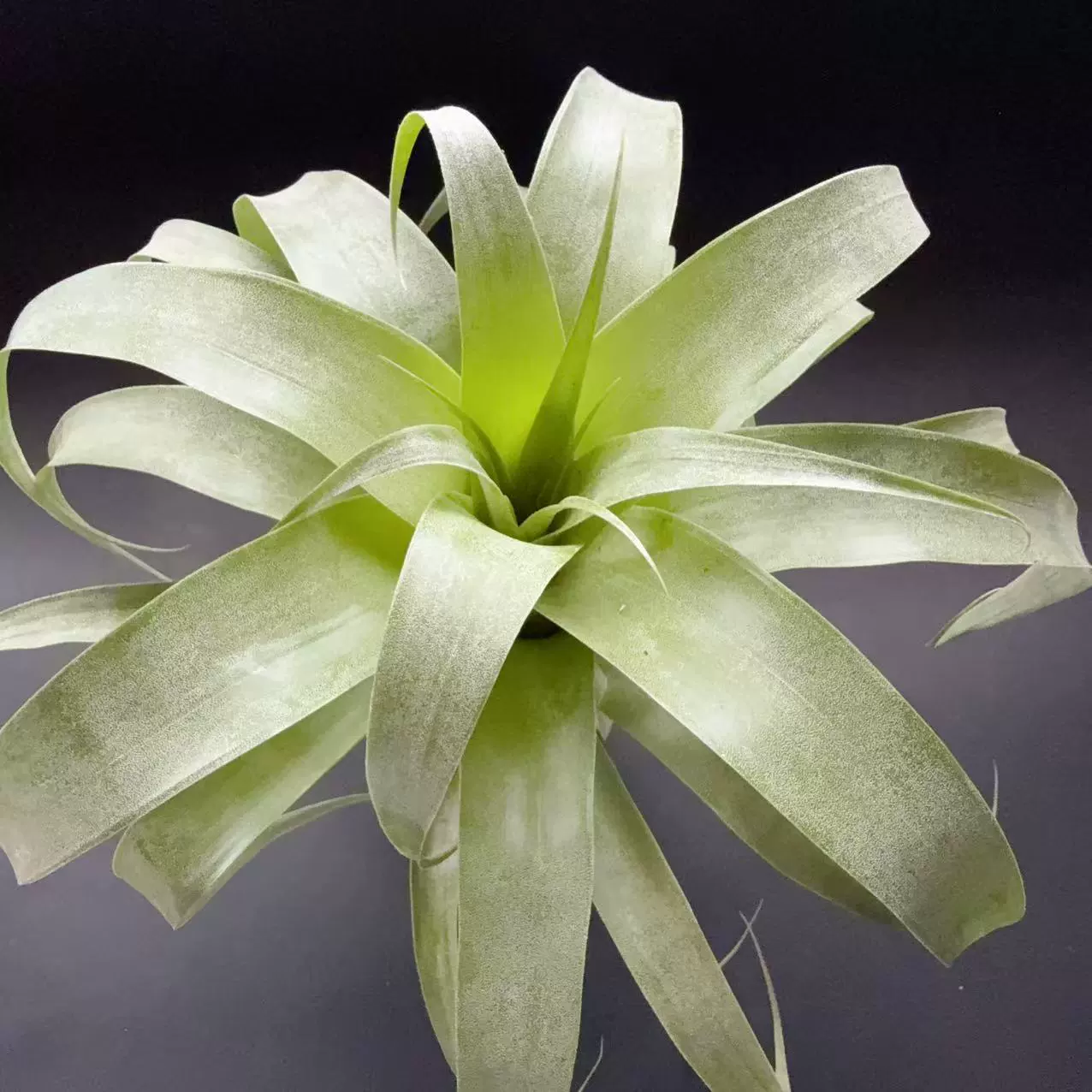 Samantha Air Pineapple X накопление воды, беспочвенное растение Lazy Plant Base, прямая оптовая продажа, украшение дома.