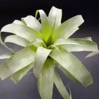 Samantha Air Pineapple X накопление воды, беспочвенное растение Lazy Plant Base, прямая оптовая продажа, украшение дома.