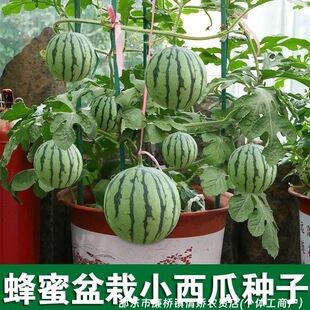 ����С��������С���ϷN���ļ��Nֲ�̨ͥԺ���Ա�Ƥ�߮a���ϷN��