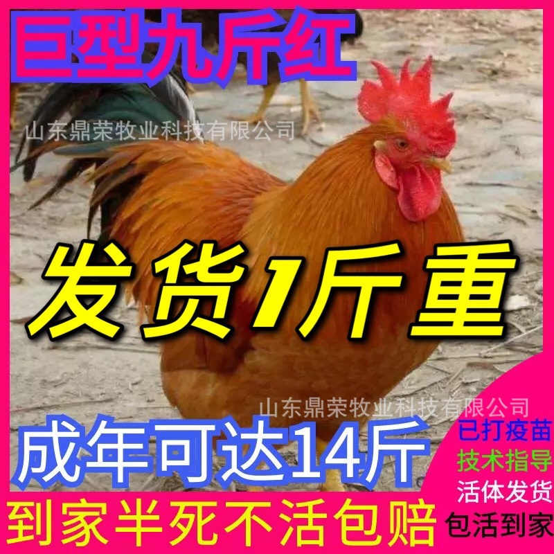 黄麻鸡价格厂家_黄麻鸡价格厂家/公司 孵化厂直销 买得多送得多|ru