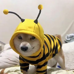 狗狗衣服可爱小蜜蜂卫衣泰迪比熊博美金毛柴犬中小型秋冬猫