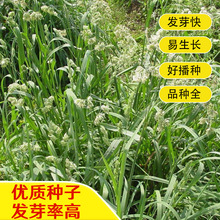 鸭茅种子 鸭茅草籽牧草种子多年生固堤防沙畜禽饲料绿植高出芽率