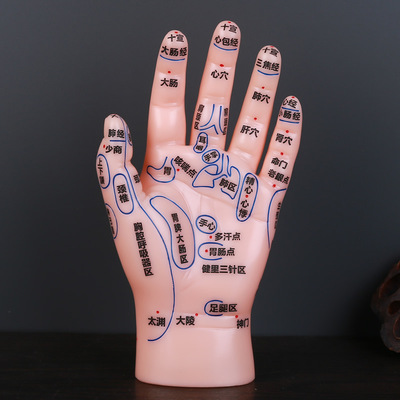 Hand acupoint Model Reflex zones massage Model Model clear Lettering chinese medicine teaching reference resources Model