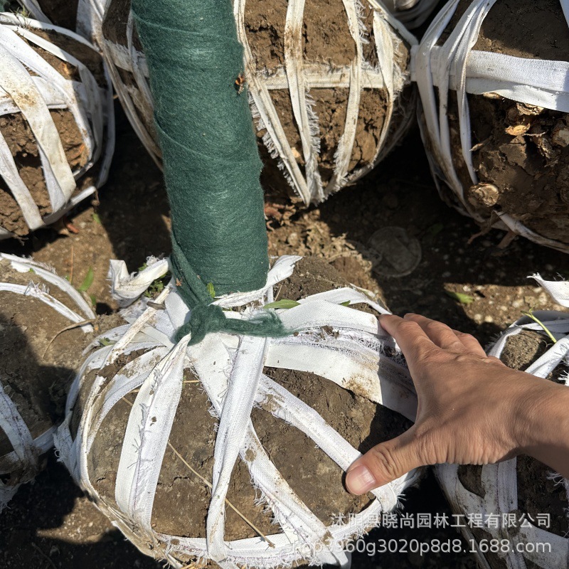 紫叶碧桃粉红花碧桃重瓣碧桃双瓣碧桃树苗碧桃产地桃树山桃毛桃树