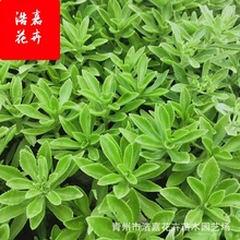 �������������߾��� �t�������Գɻ��ʸ� �ݻ��G���������߾���