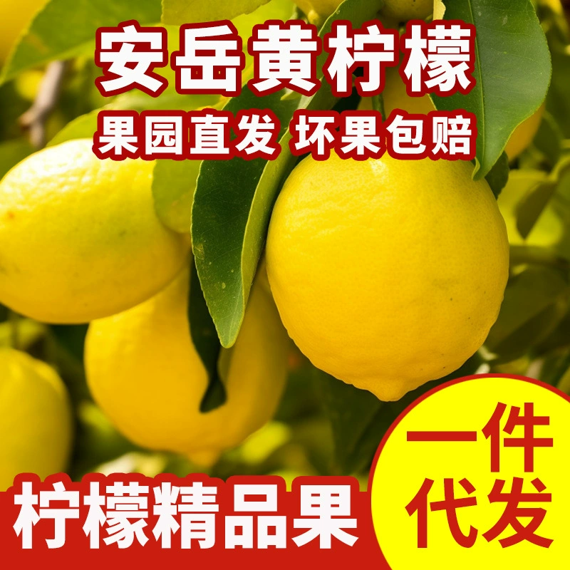 Сычуань Anyue Желтый лимон Свежие фрукты с тонкой кожей