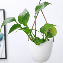 白陶盆 白陶盆品牌 图片 价格 白陶盆批发 阿里巴巴