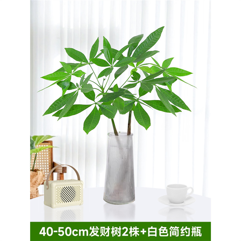 40-50cm 머니트리 2그루 [흰색 간이병 포함] 영양액 1팩 포함