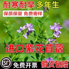 ݷNϻޣNӶݸߵKݸ߮aBֳ