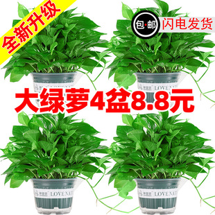 �G�jһ�����B�׻��҃�ֲ�ﻨ�ܴ������~�G�}����ȩ�·�����ȩ�Gֲ