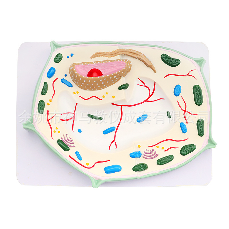 30409000101 Plant Cell Model Typical Plant Cell Structure Teaching Intuitive Demonstration Model