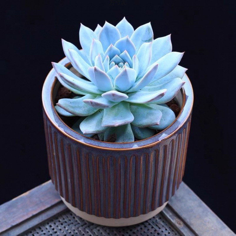 蓝鸟多肉植物带盆稀有蓝色肉肉花室内好养易活多肉小盆栽花卉绿植