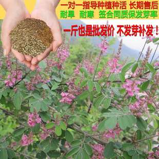 Duohua Mulan Seeds Nectar Plant Seeds Road Slope Protection Greening Perennial Slope Protection Shrub Grass Species