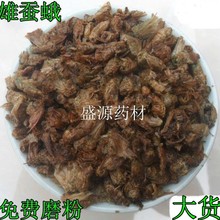 中药材 雄蚕蛾 晚蝉蛾 魏天蛾 原蝉蛾 天蛾 大货 量大从优