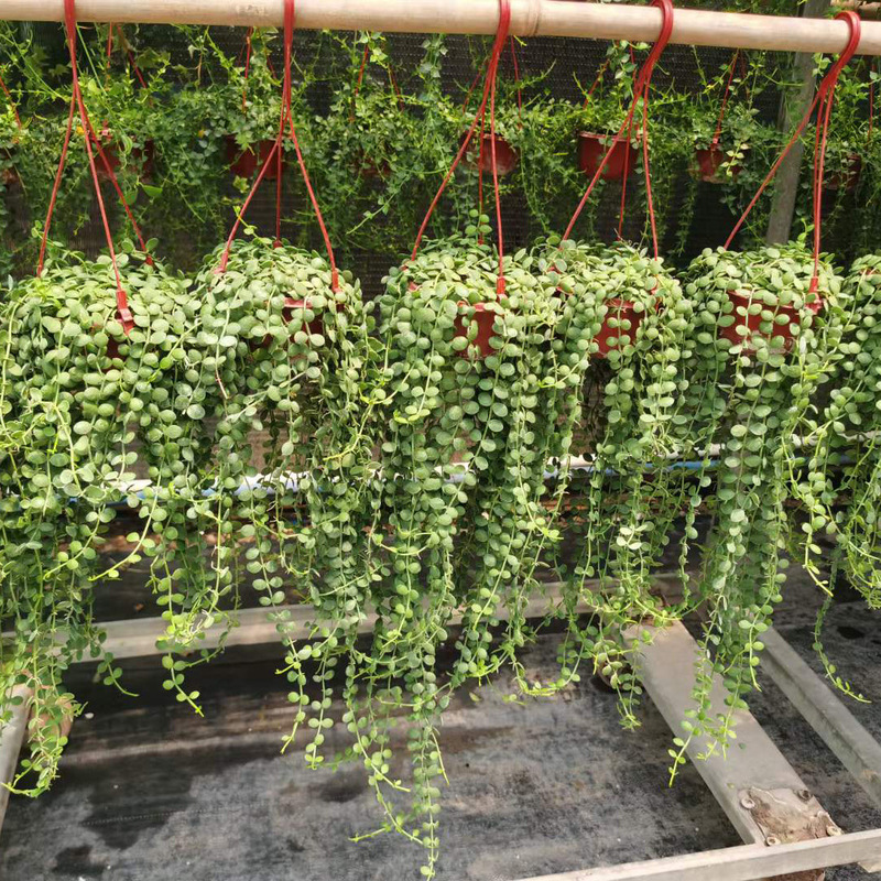 Thai Buddha Beads, Money String, Money Vine, Spider Orchid, Gold Edge Jade, Indoor Hanging, Cute and Easy to Grow, Internet Celebrity Green Plant Potted Plant Thai Buddha Beads, Money String, Money Vine, Spider Orchid, Gold Edge Jade, Indoor Hanging, Cute and Easy to Grow, Internet Celebrity Green Plant Potted Plant