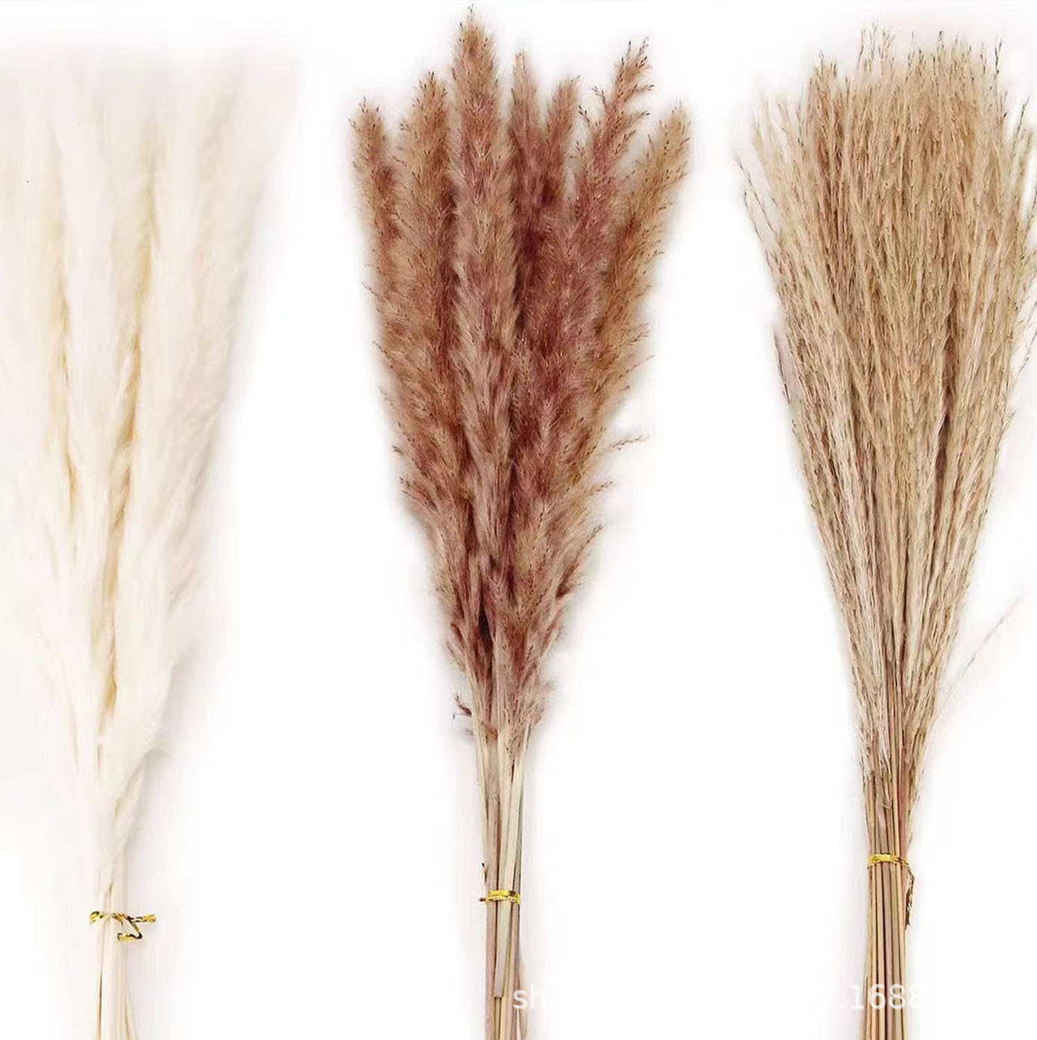 小芦苇干花花束小拂尘小蒲苇草芦苇干花兔尾草云南厂家批发