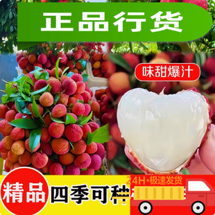 Lychee Seeds, Newly Harvested Fruit Tree Seeds, Potted Fruit, Fruit Trees, Fruit and Vegetable Seeds, Evergreen Tree Seeds for Sowing in All Seasons