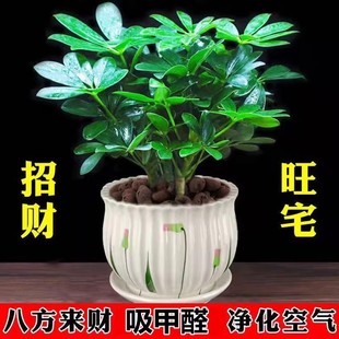 Bafanglaicai Duck Foot Wood Evergreen Indoor Balcony Desktop Green Plant Potted Florals Fortune Saplings Seven-Leaf Lotus