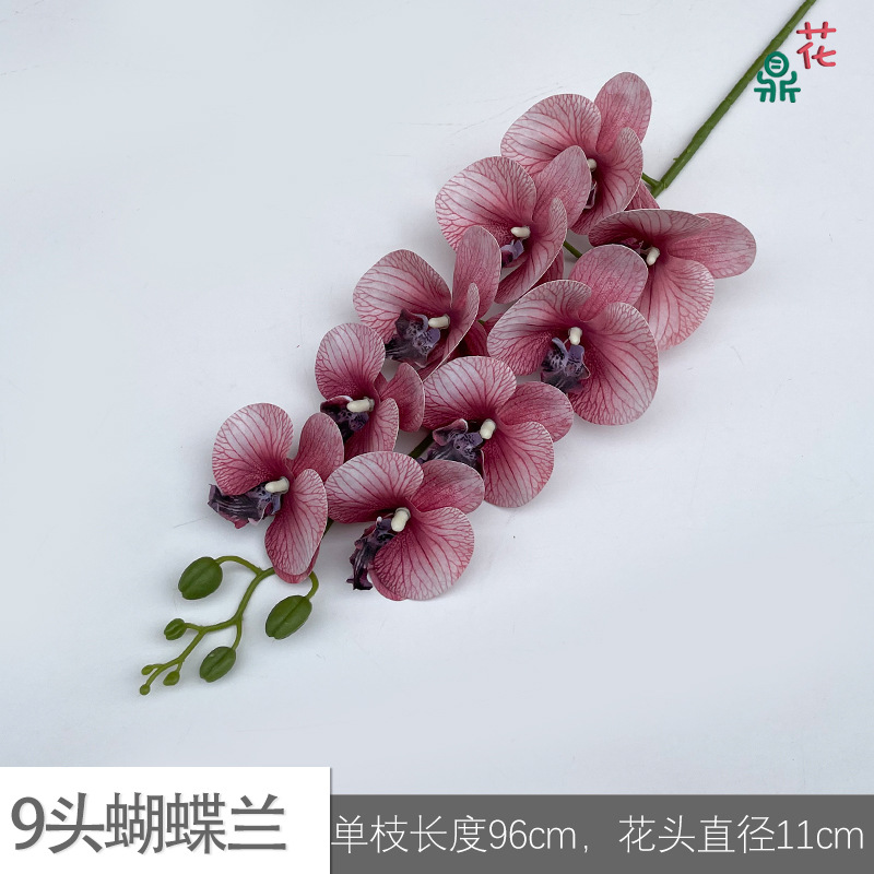 9 phalaenopsis GFG #10 딥 퍼플 코어 가을 핑크