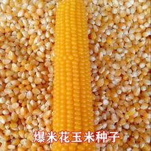 爆米花玉米种子爆裂玉米粒种籽高产早熟爆米花专用南北方大田种植